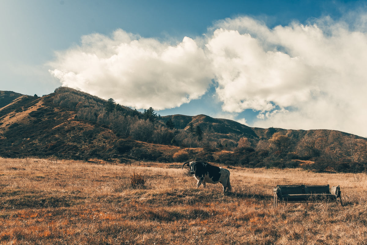 NOMAD Skin Sofa in the Tibetan highlands with a yak